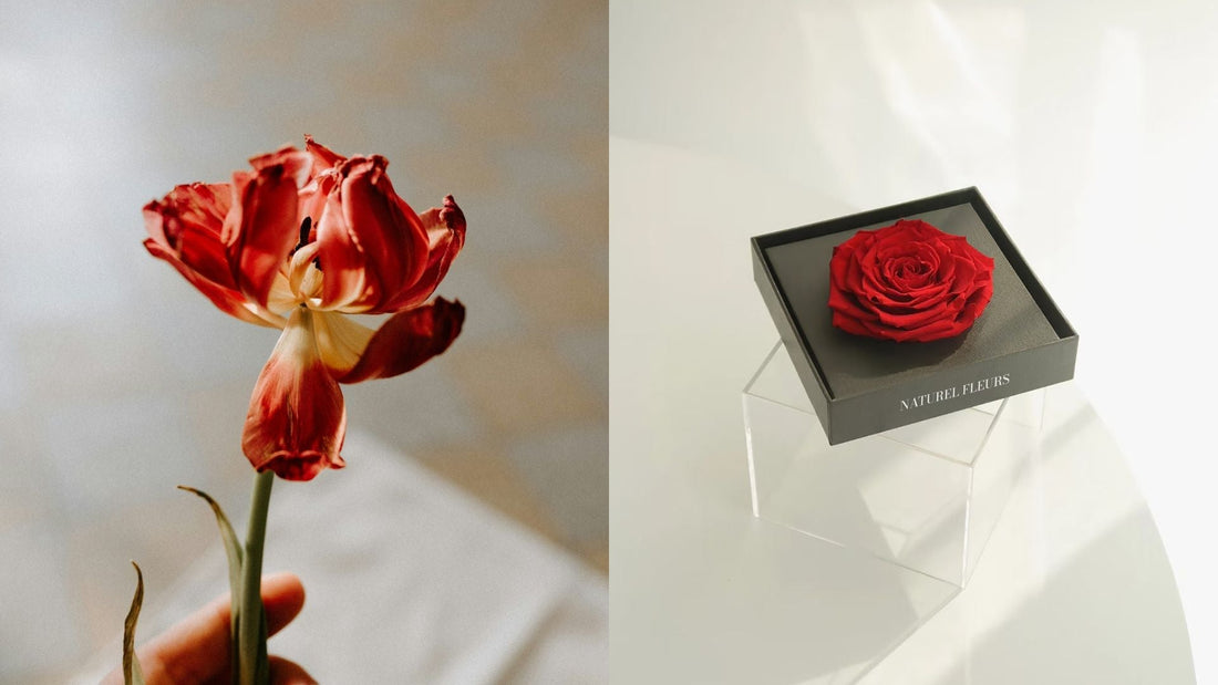 Preserved vs. Fresh Flowers: A Guide to Choosing the Perfect Blooms