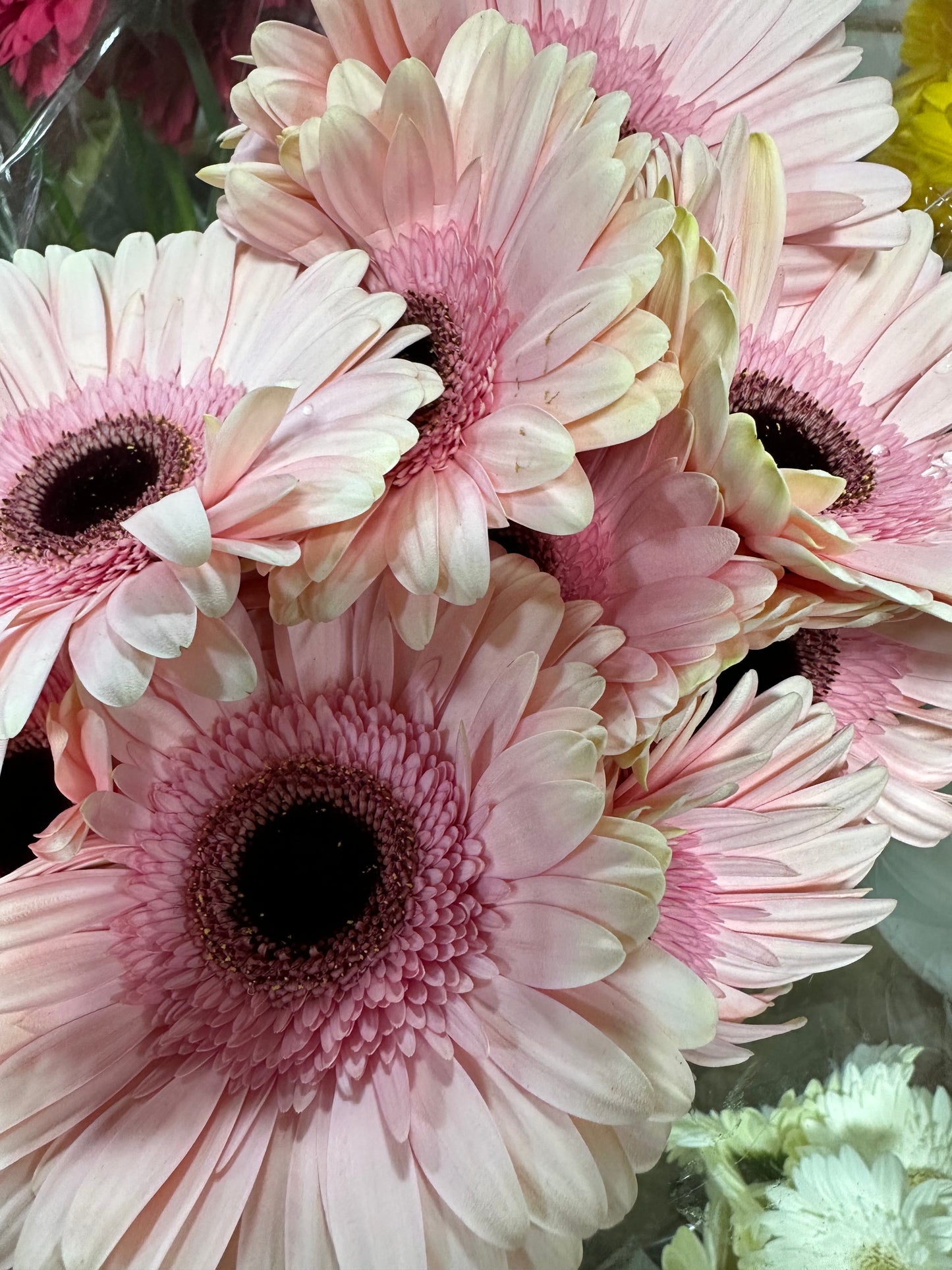 Gerbera