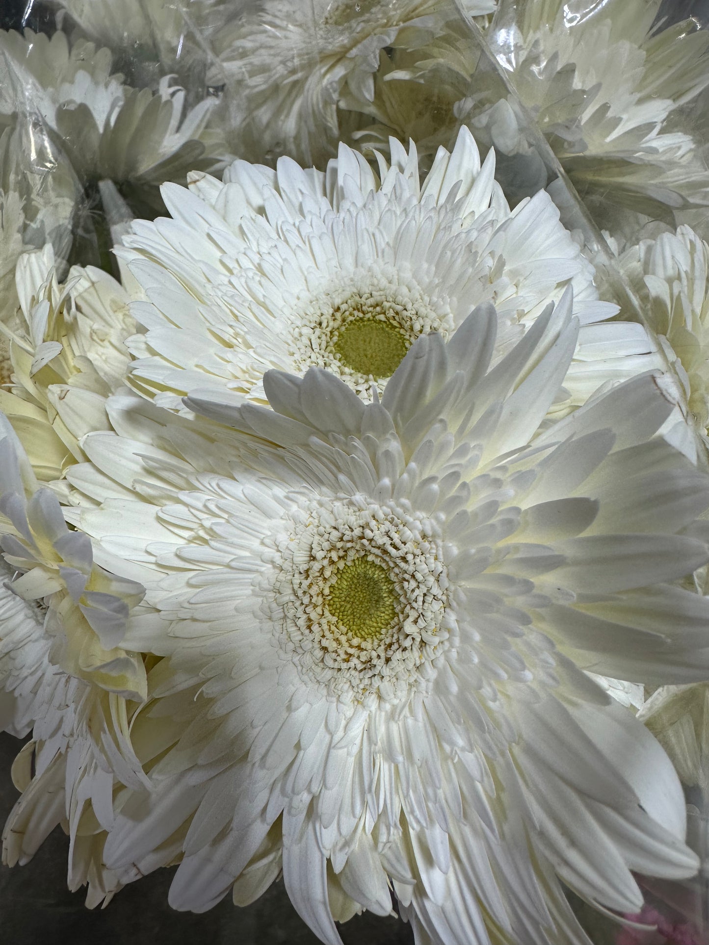 Gerbera