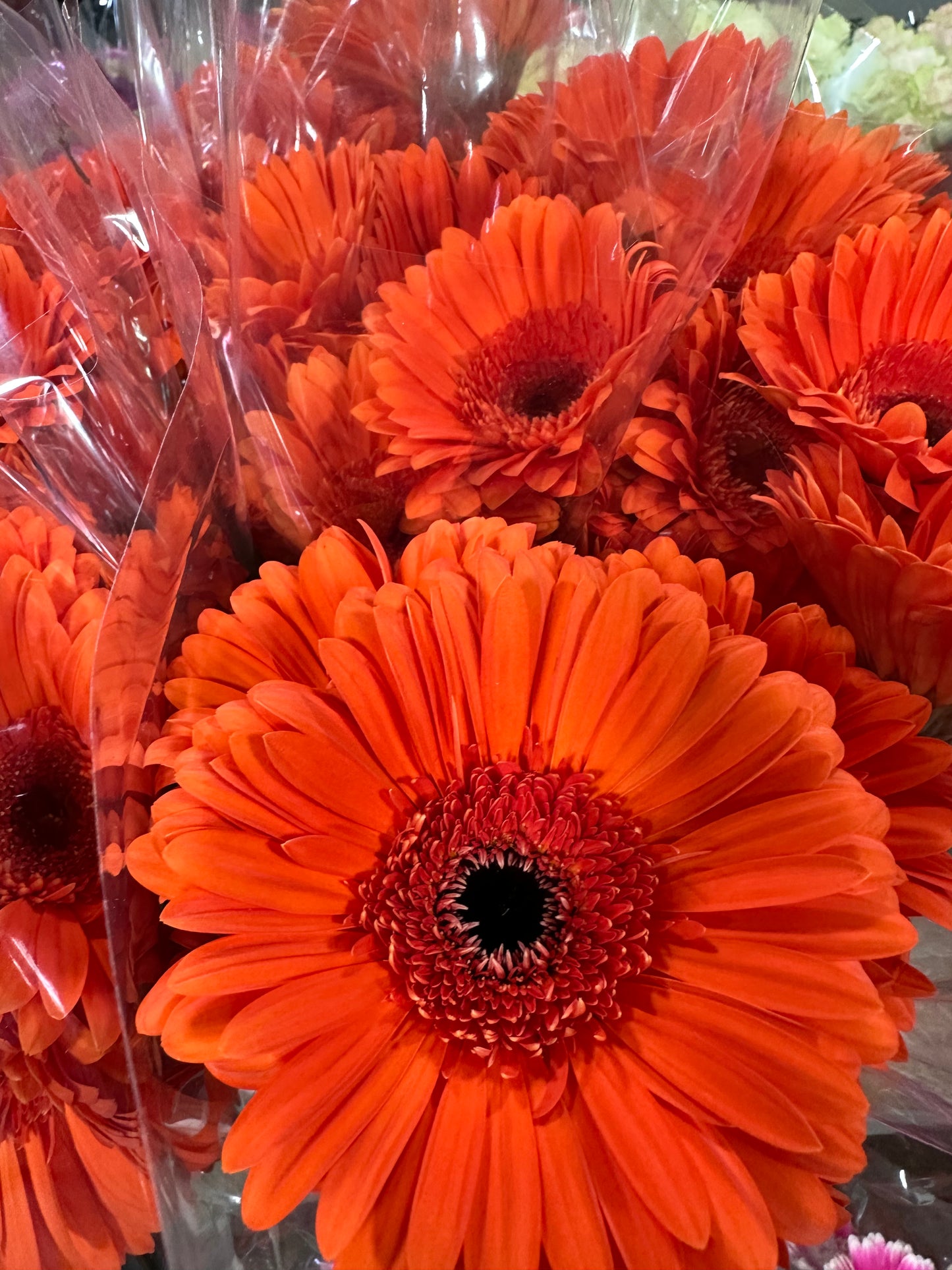 Gerbera