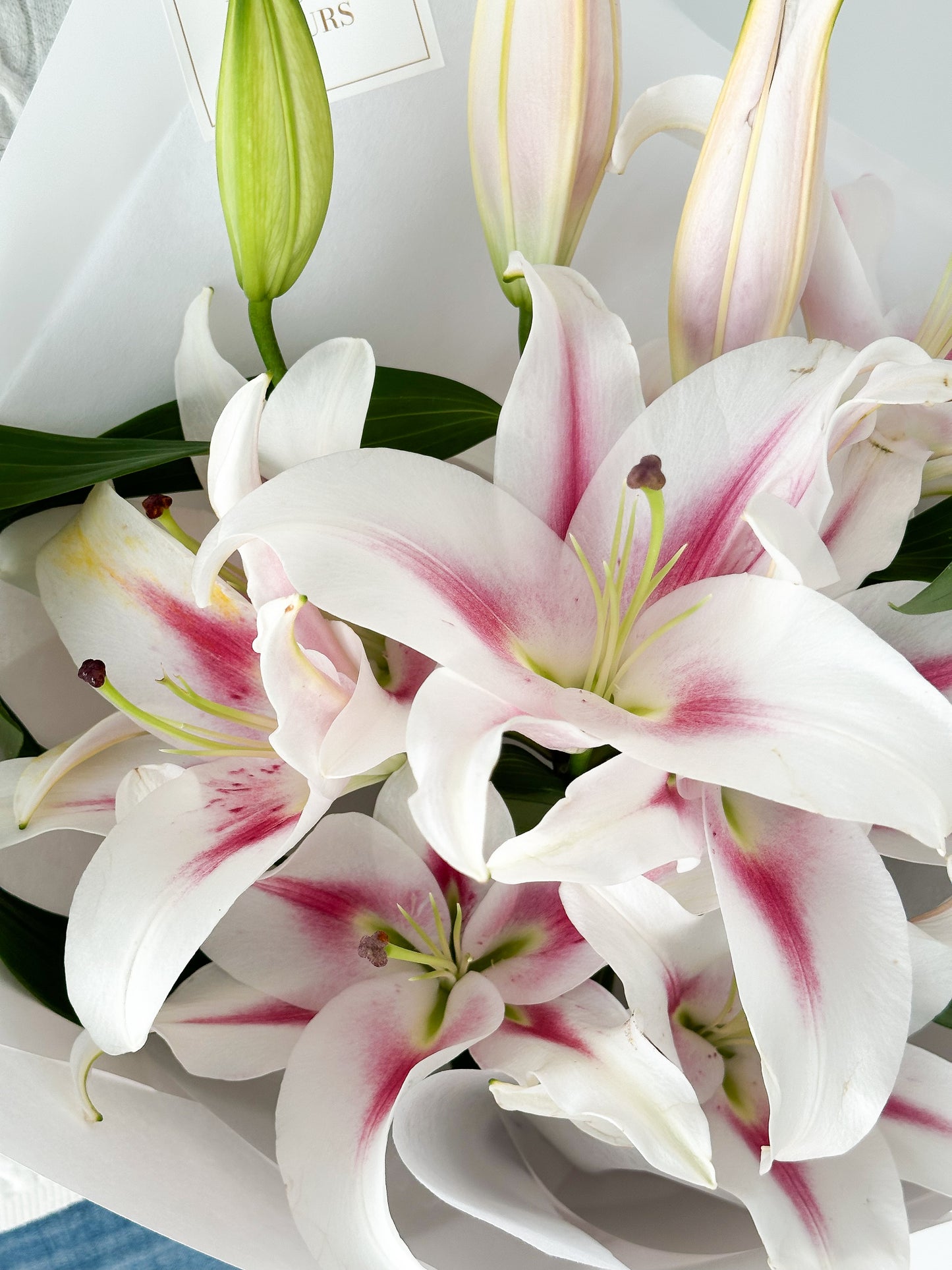Oriental Lily