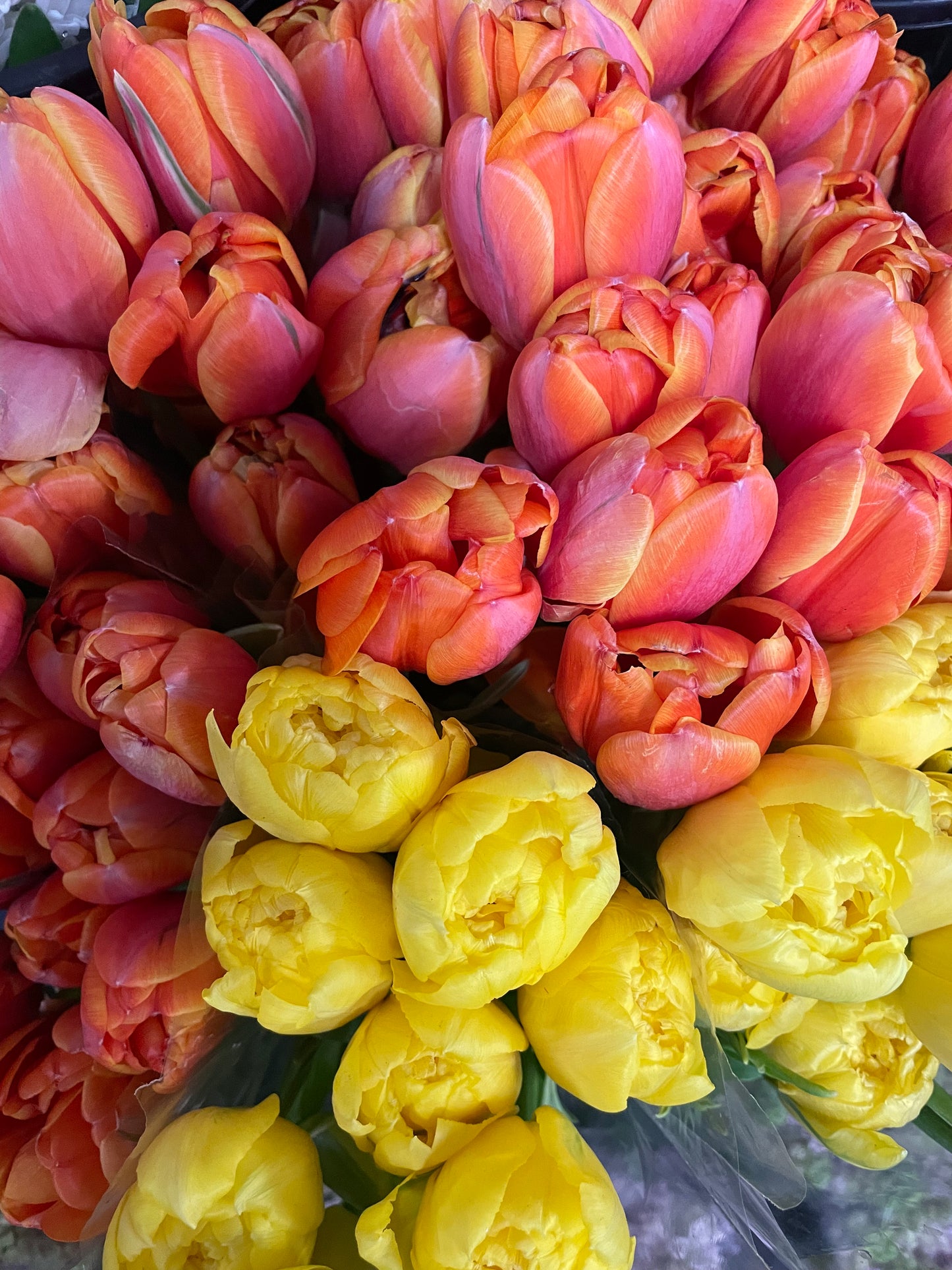 Tulips