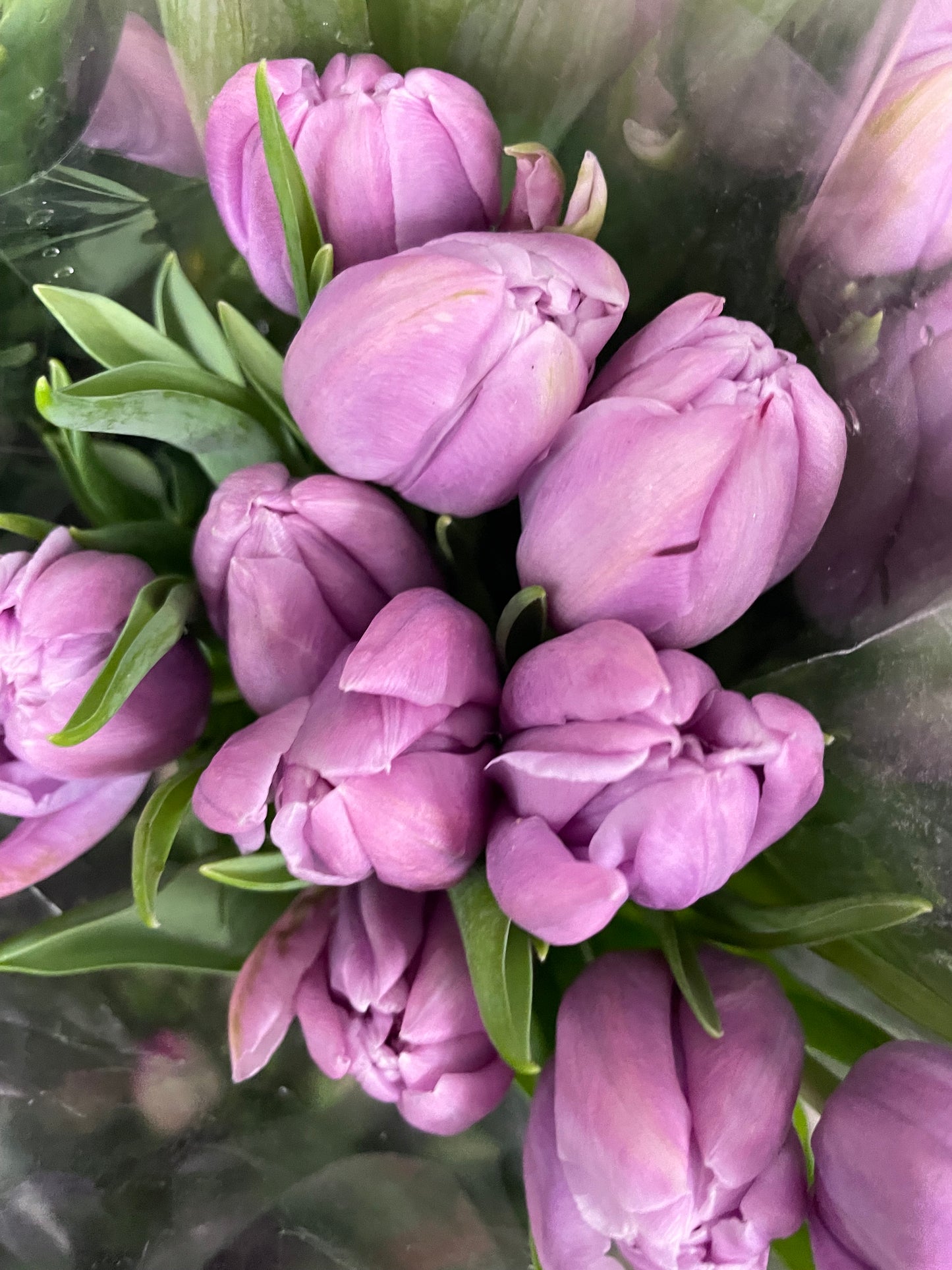 Tulips