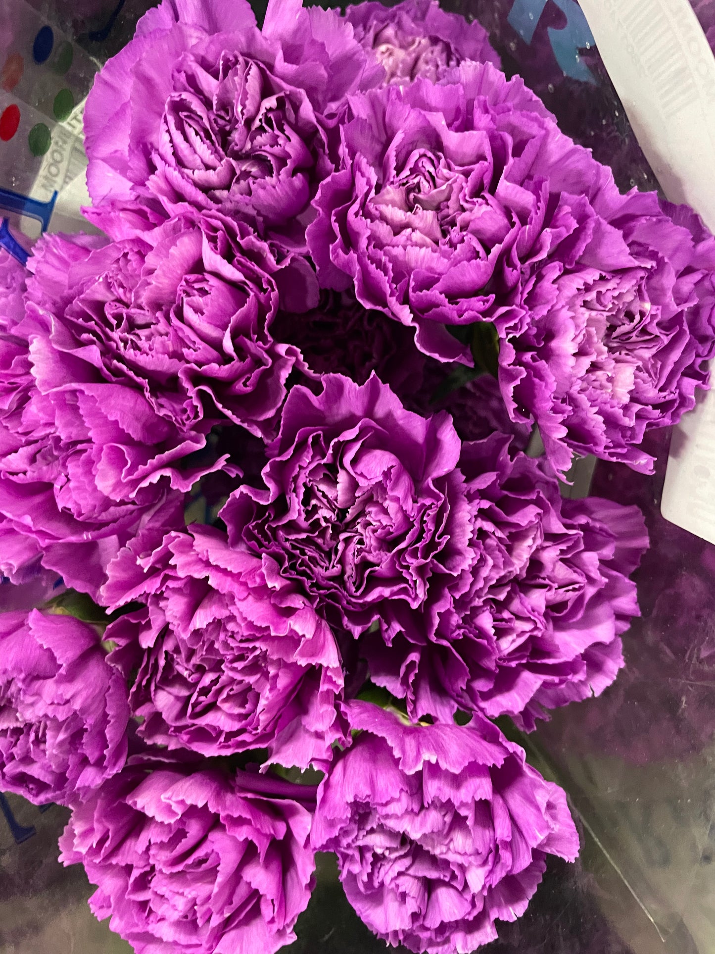 Carnation Sim