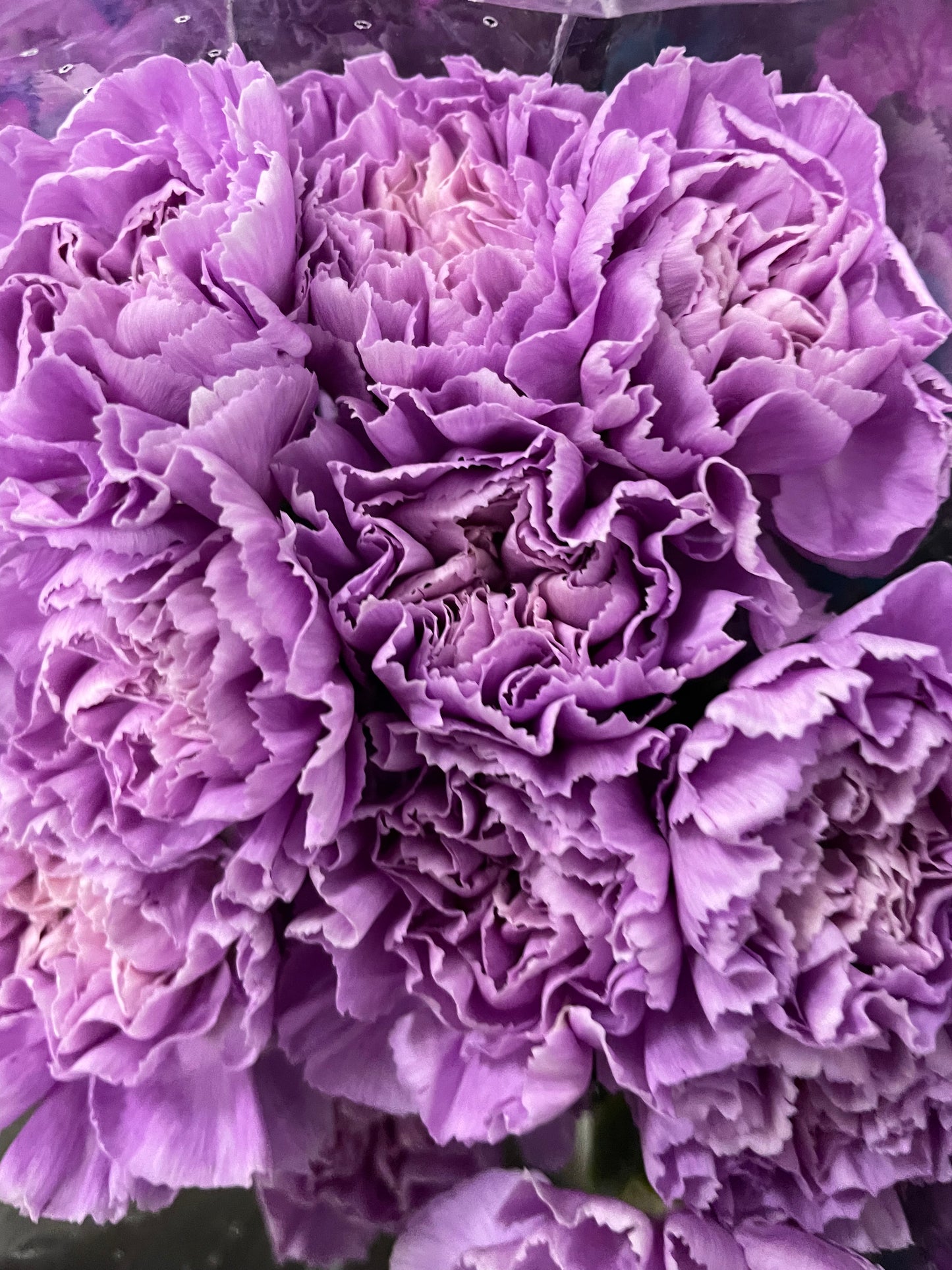 Carnation Sim