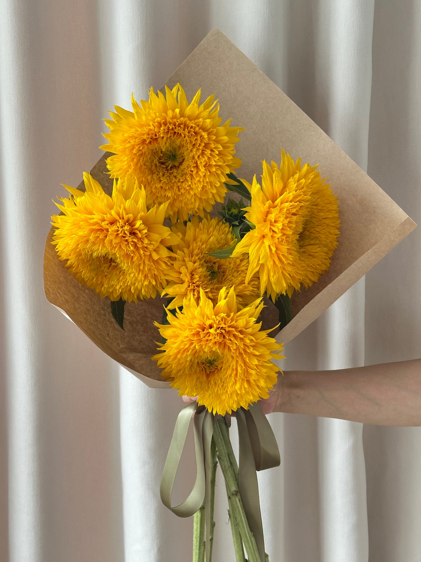 Teddy Bear Sunflower
