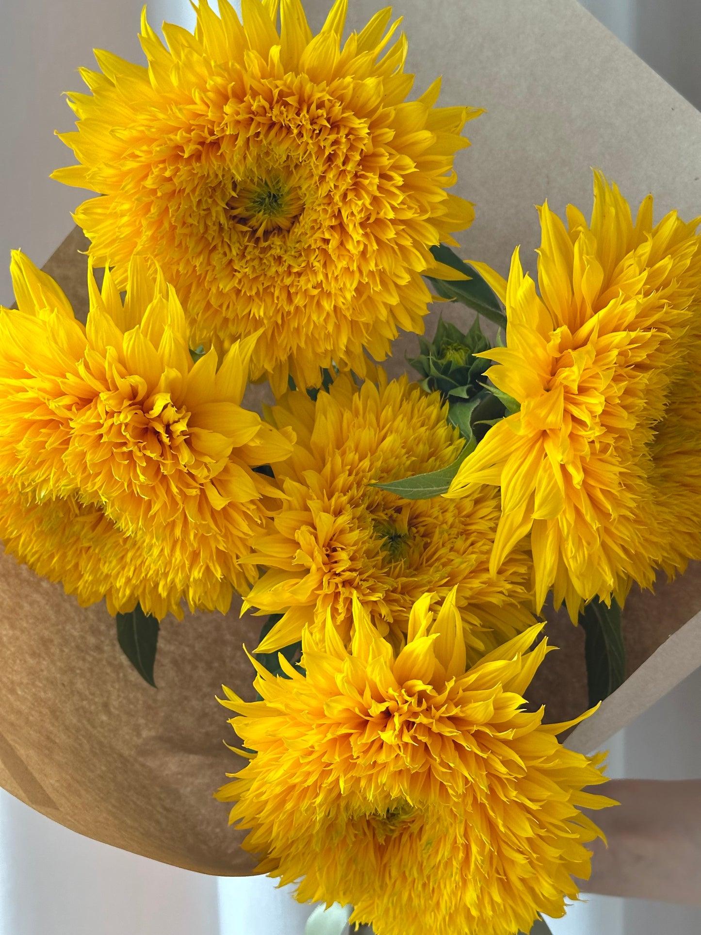 Teddy Bear Sunflower