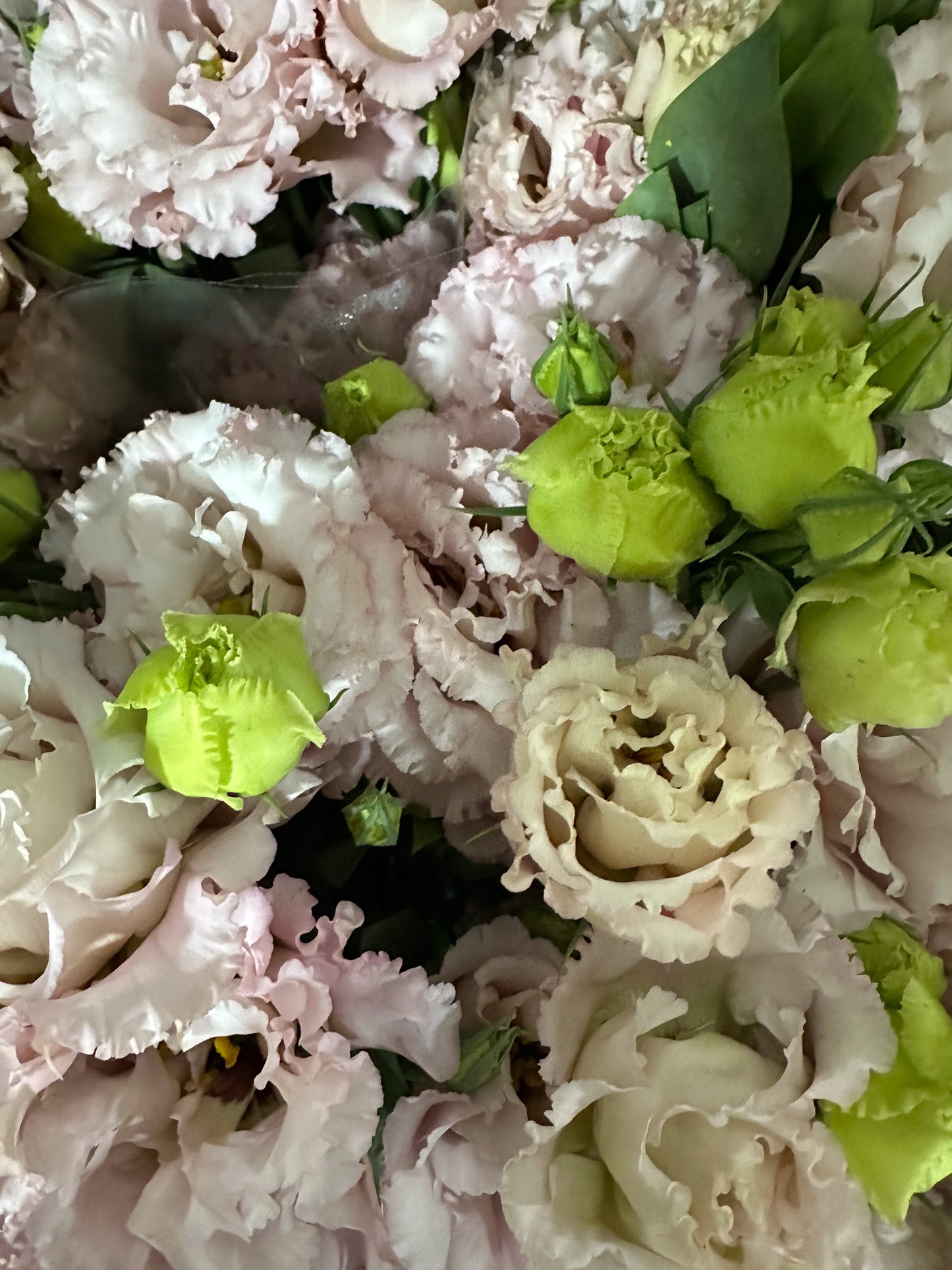 Lisianthus