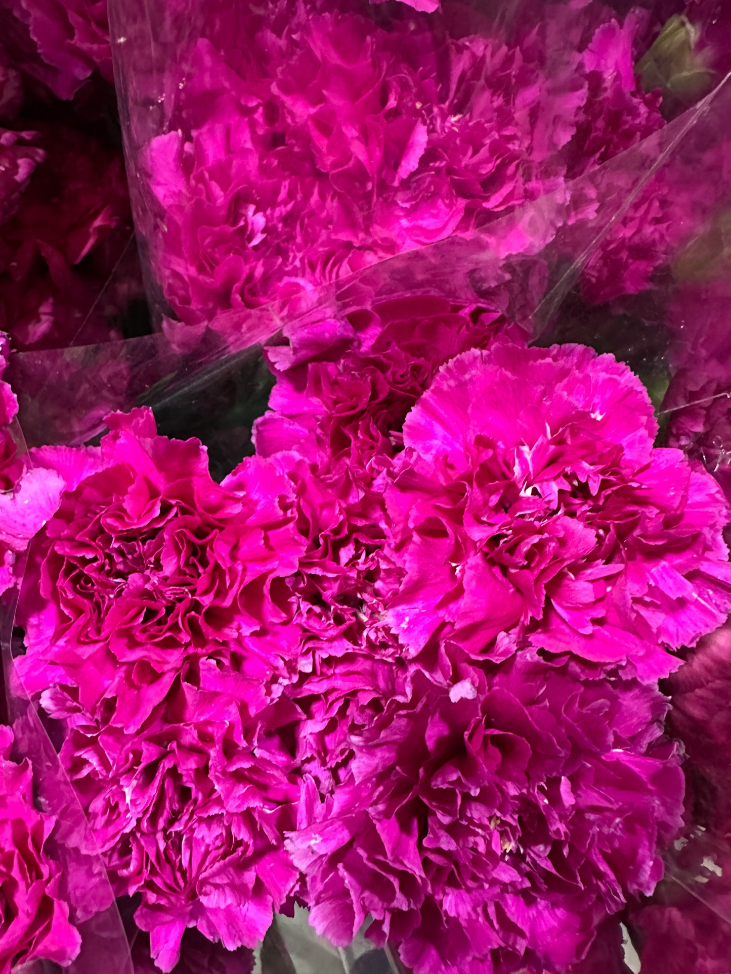 Carnation Sim