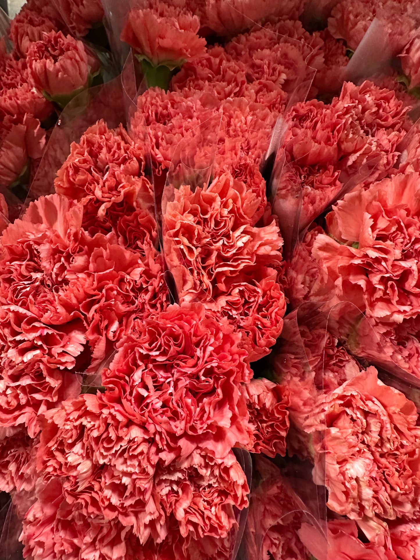 Carnation Sim