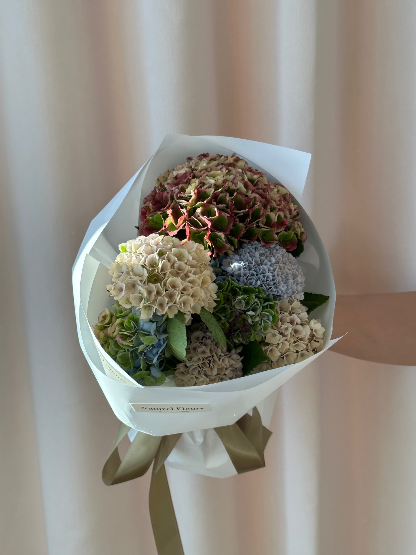 Hydrangea Mini