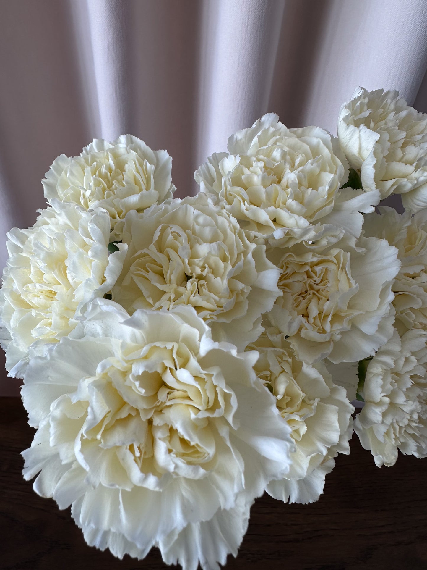Carnation Sim