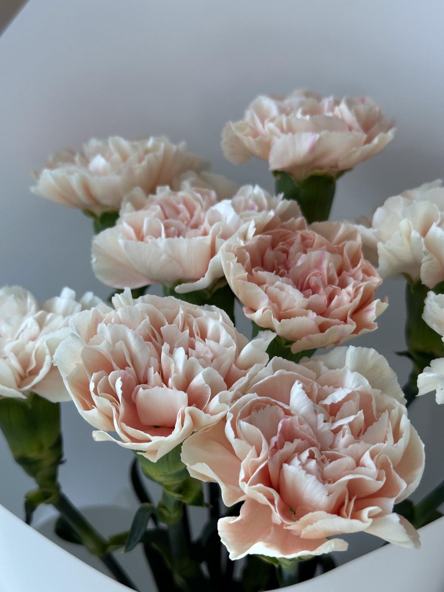 Carnation Sim