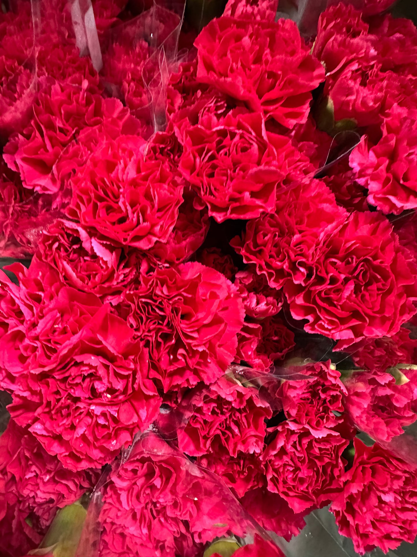 Carnation Sim