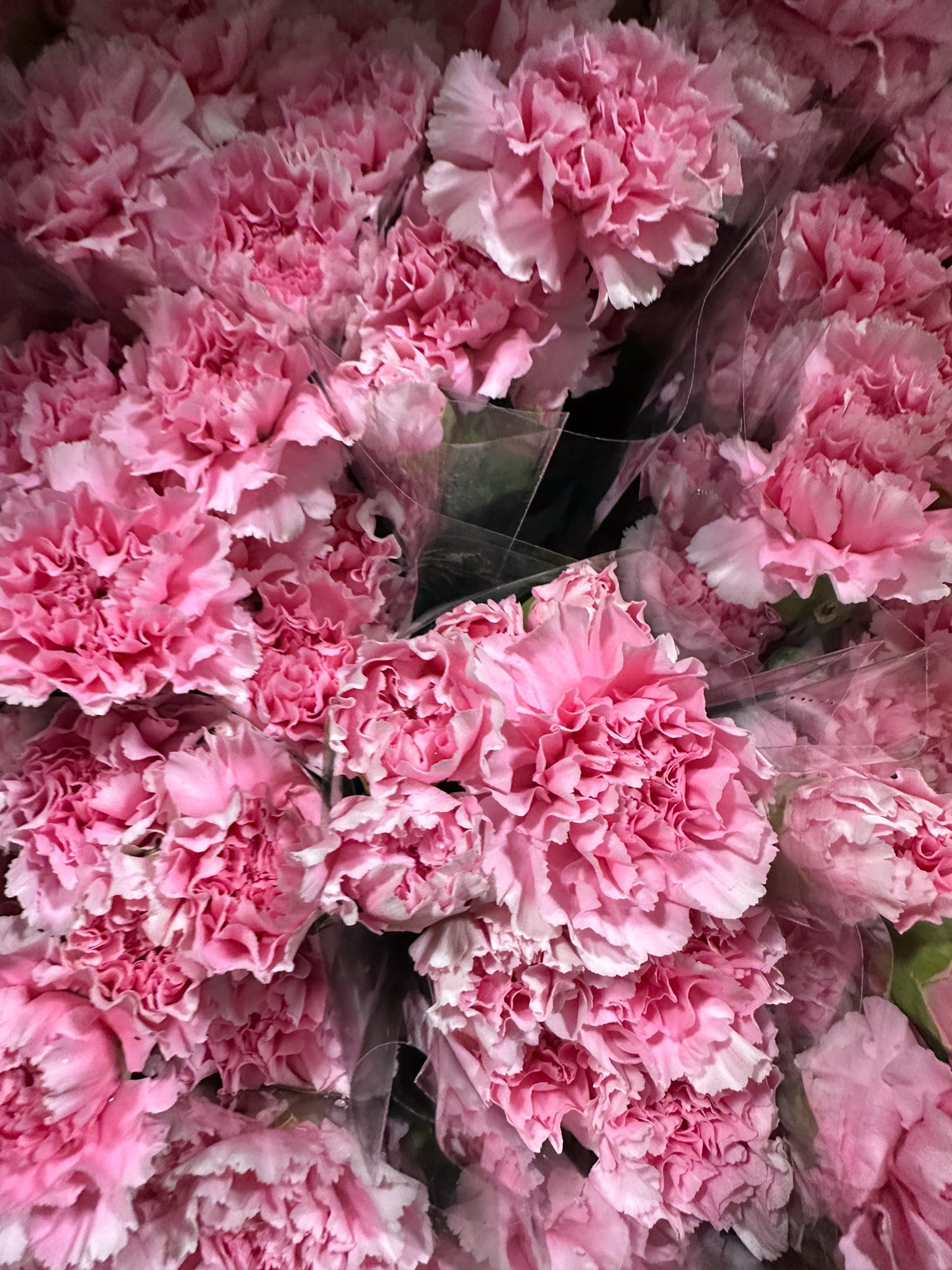 Carnation Sim