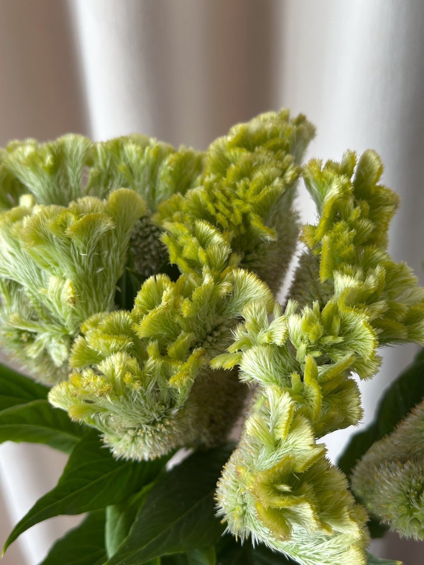 Celosia