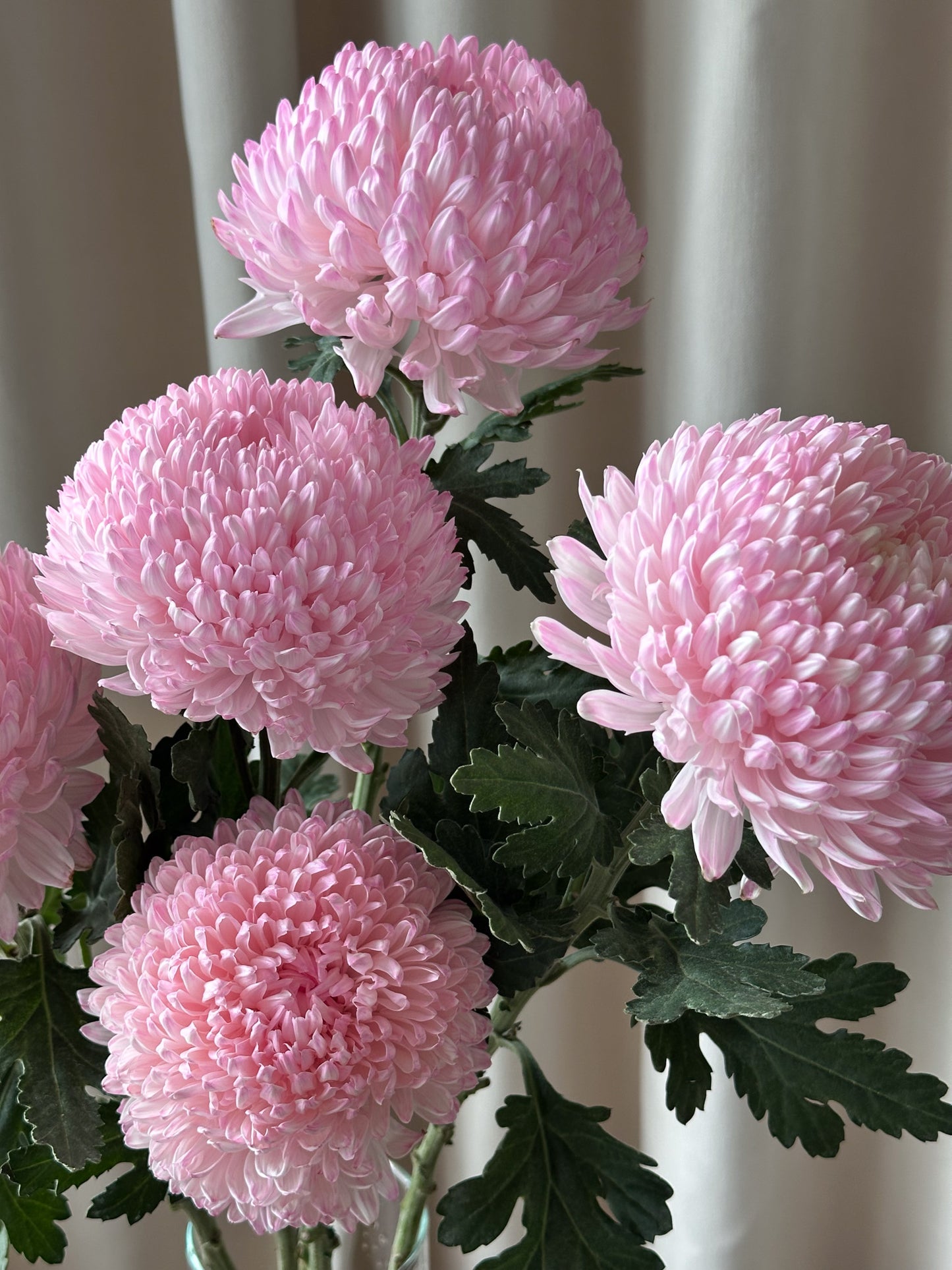 Chrysanthemum Disbud Mum