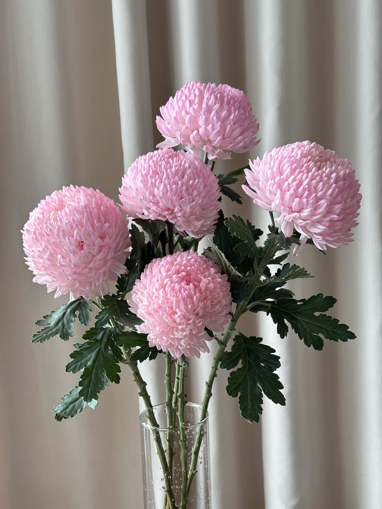 Chrysanthemum Disbud Mum