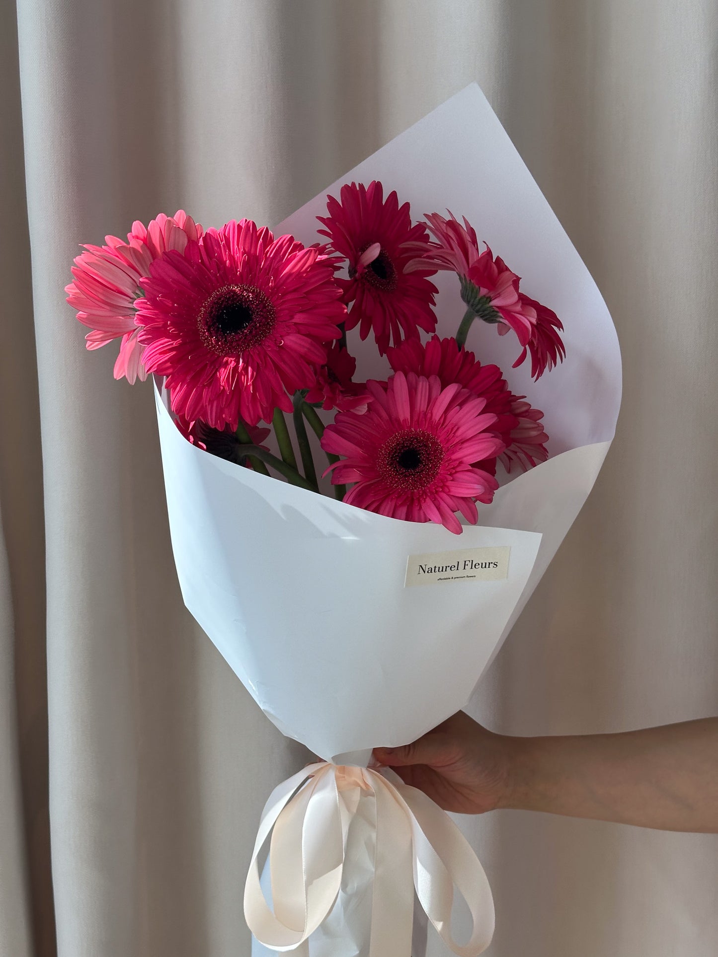 Gerbera
