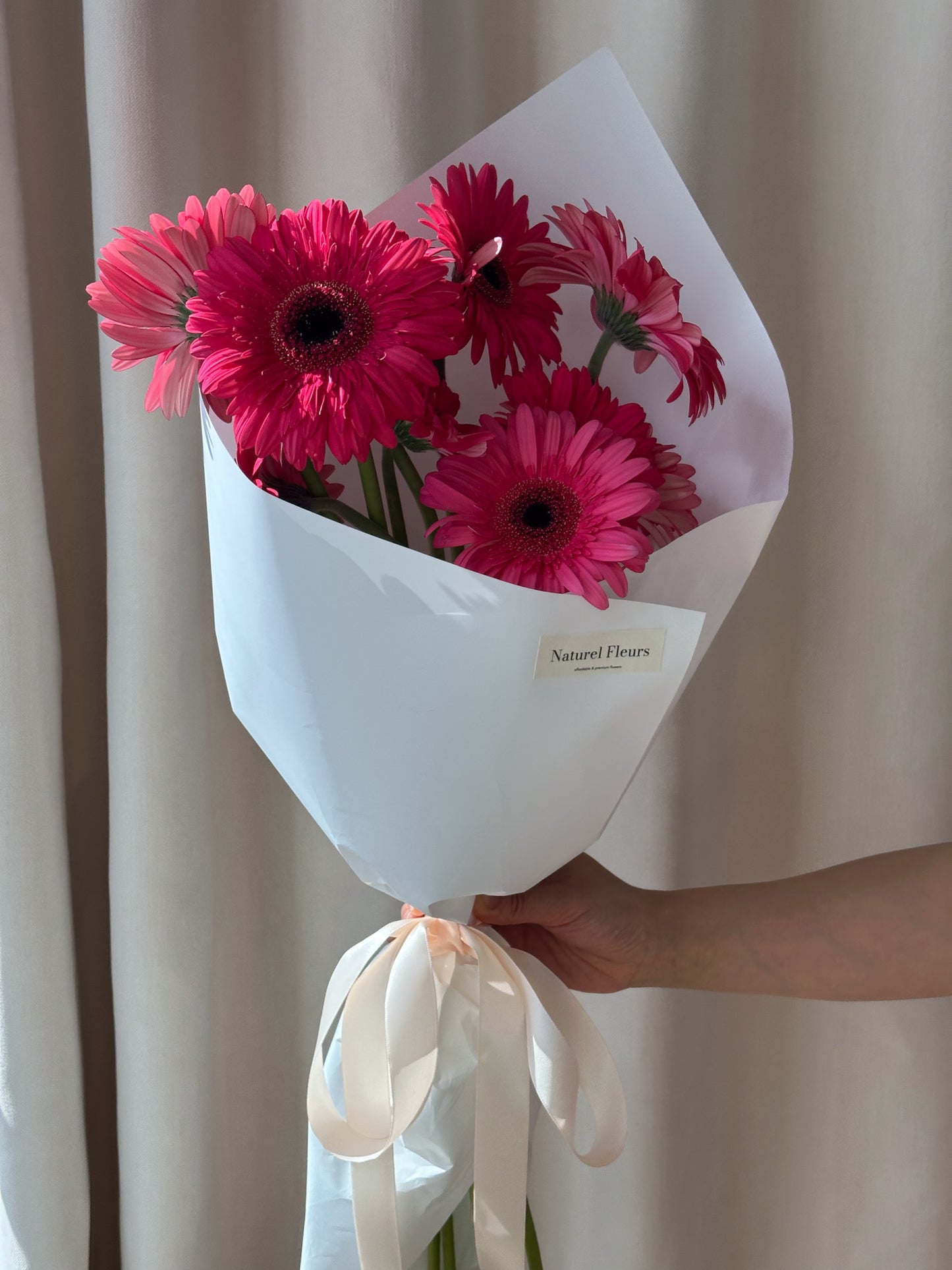 Gerbera
