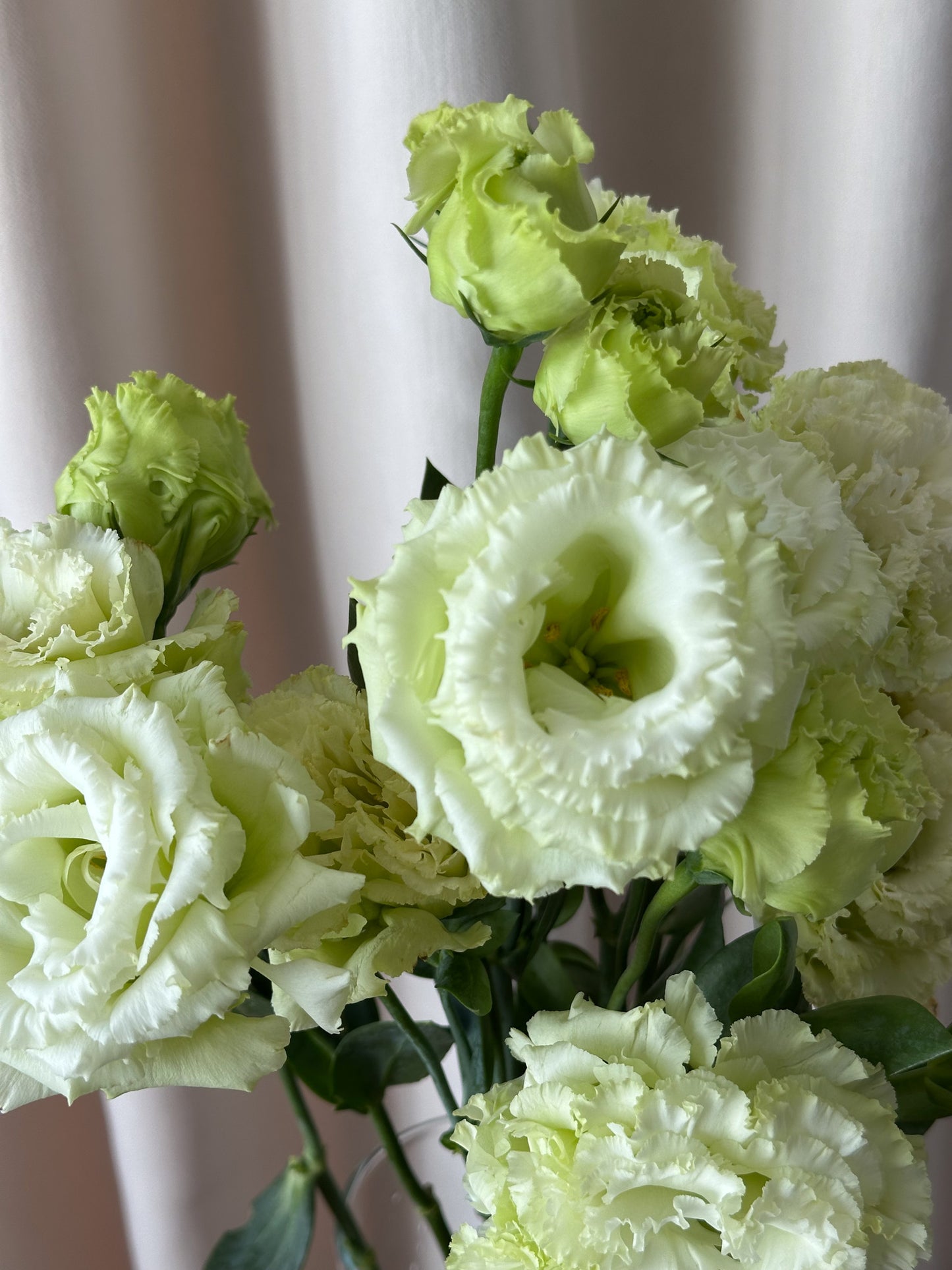 Lisianthus