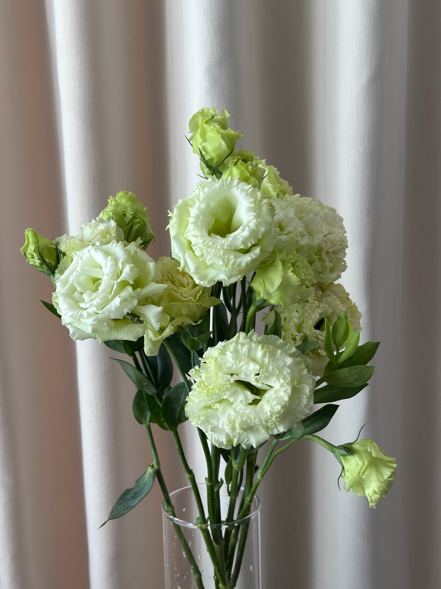 Lisianthus