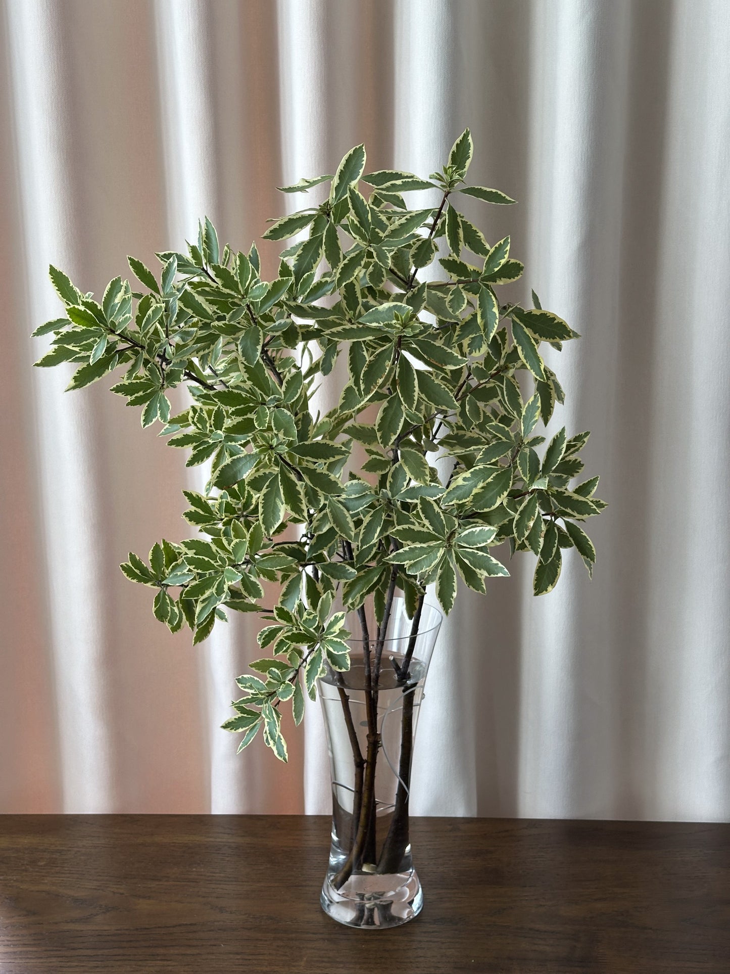 Pittosporum