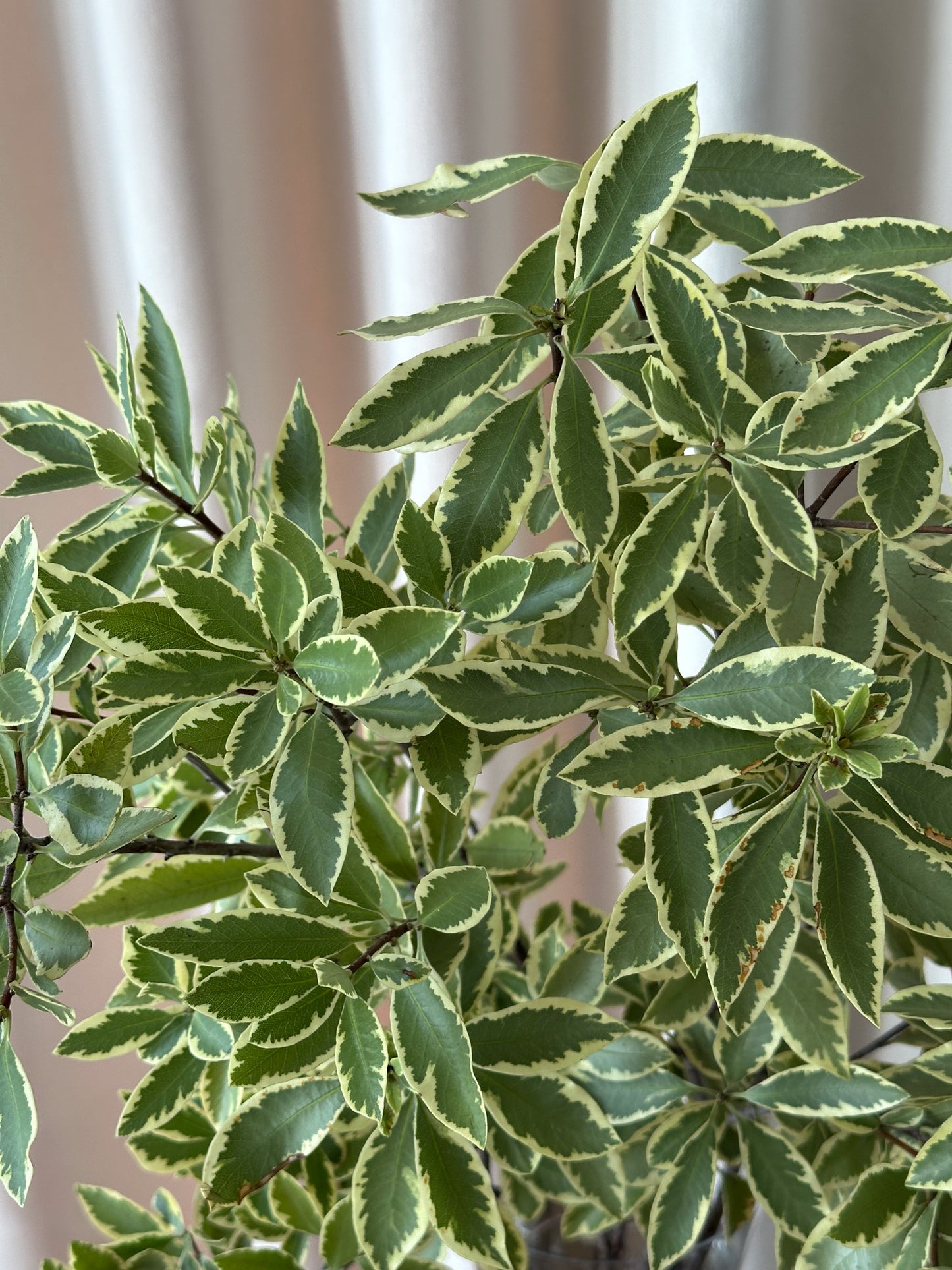 Pittosporum