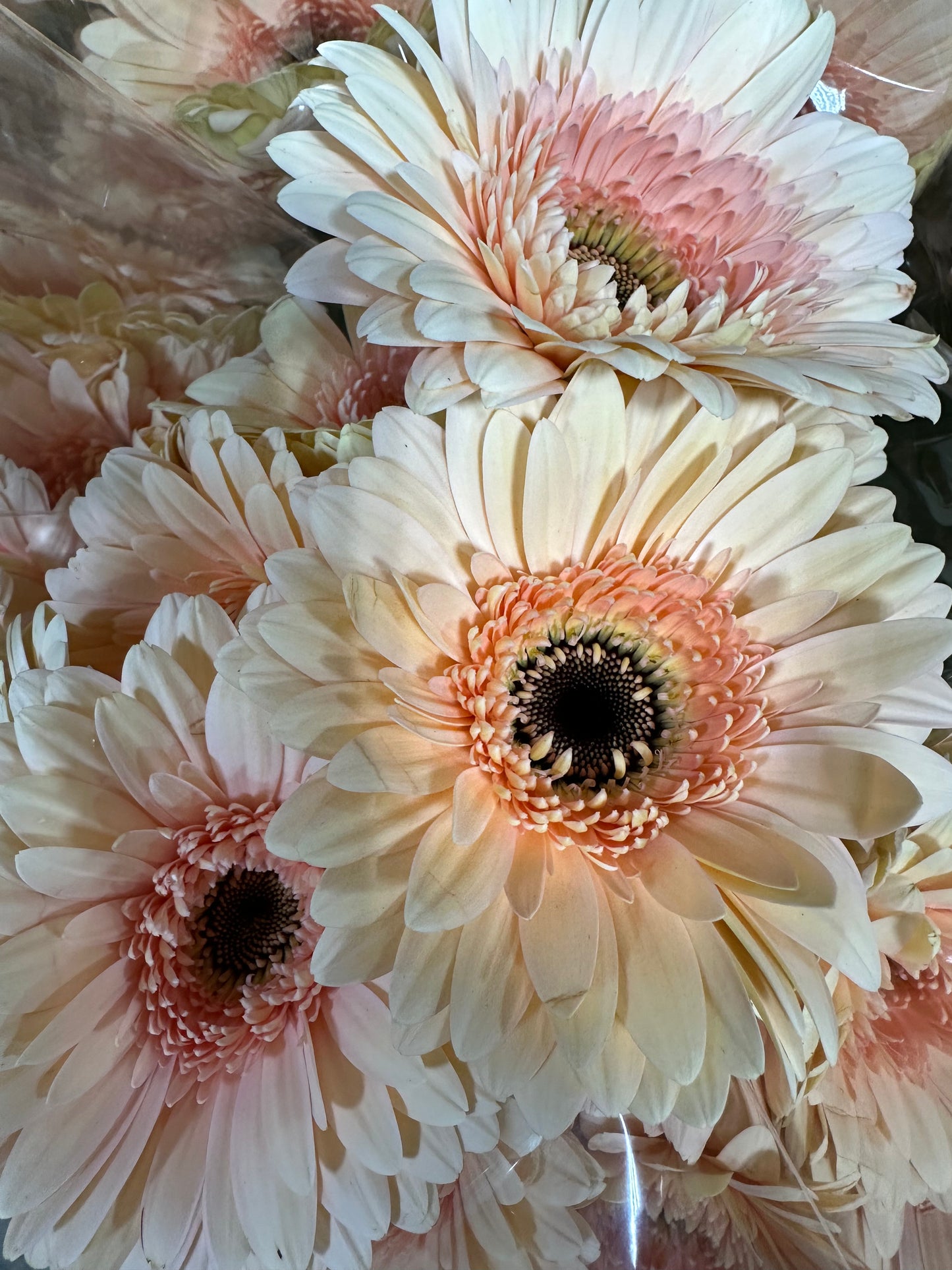 Gerbera