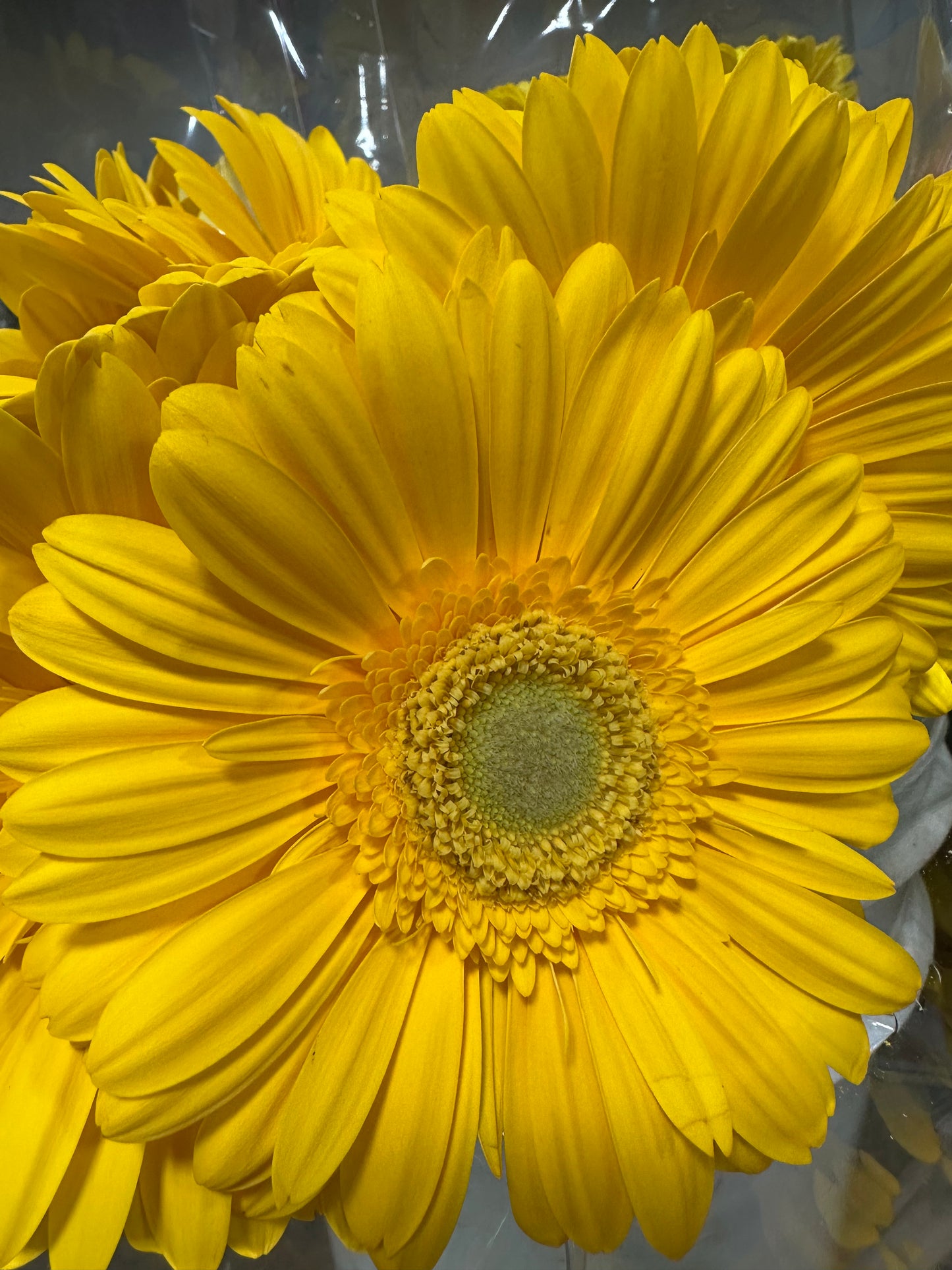 Gerbera