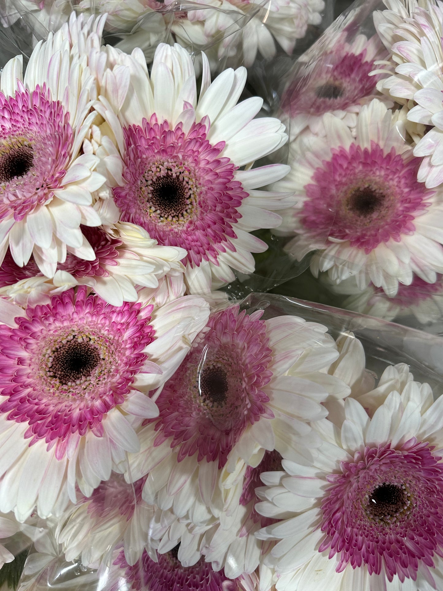 Gerbera
