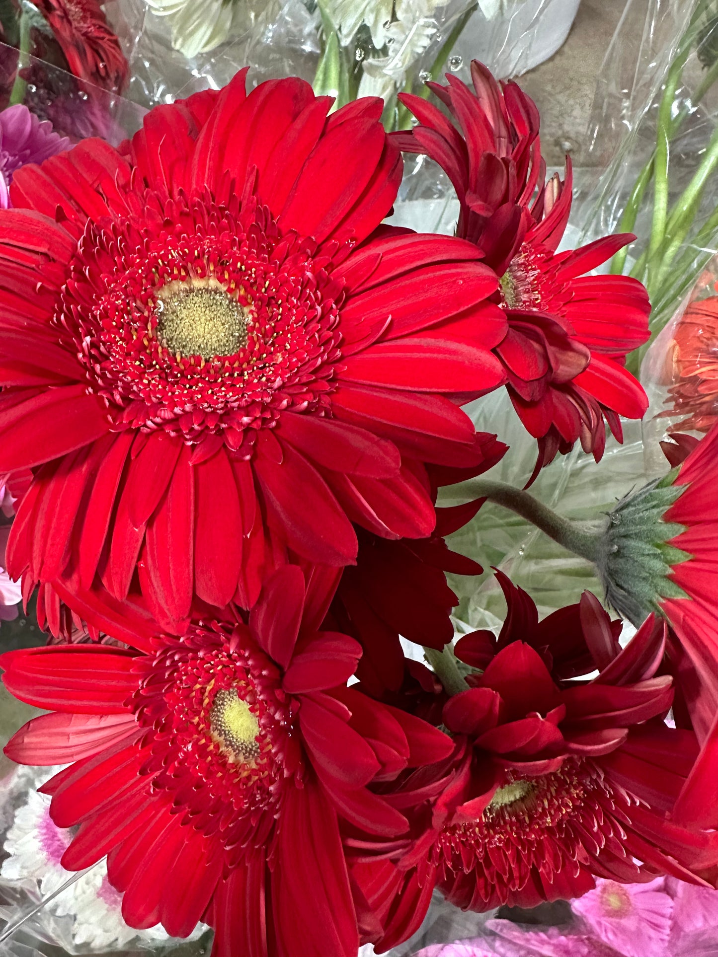 Gerbera
