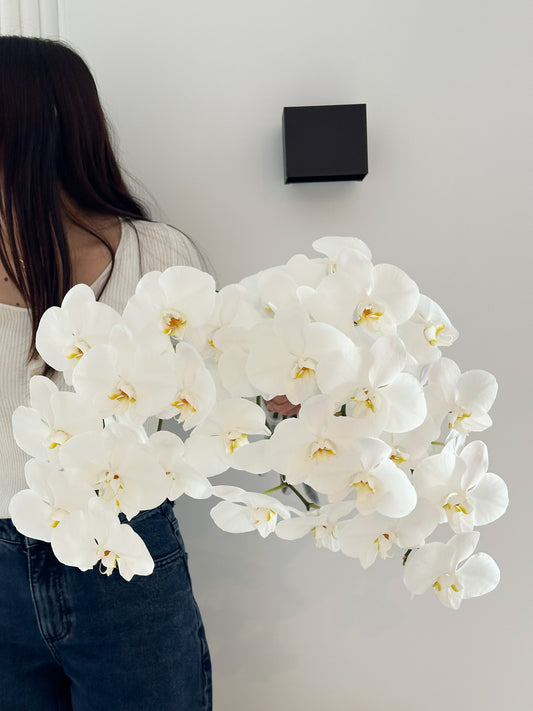 Phalaenopsis Orchid
