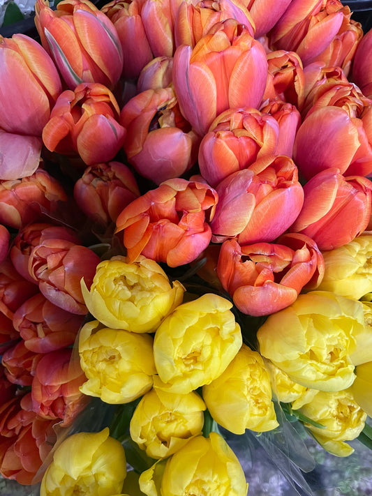 Tulips