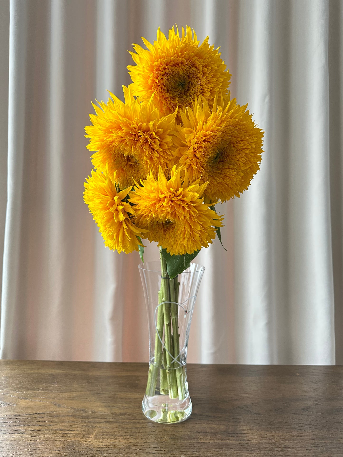 Teddy Bear Sunflower