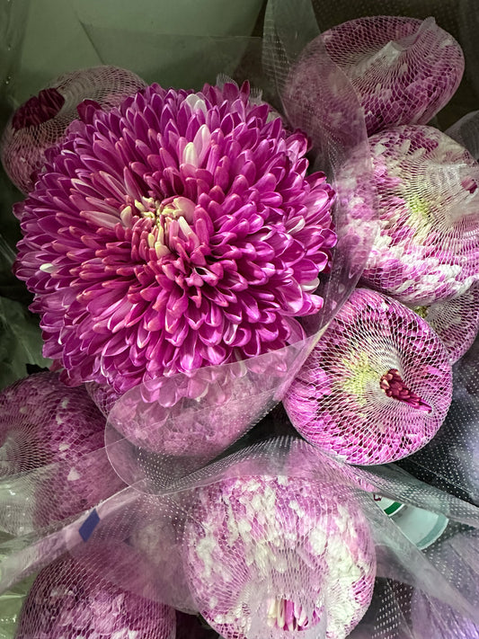 Chrysanthemum Spider