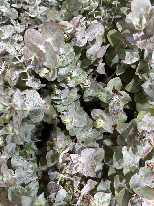 Gum Foliage