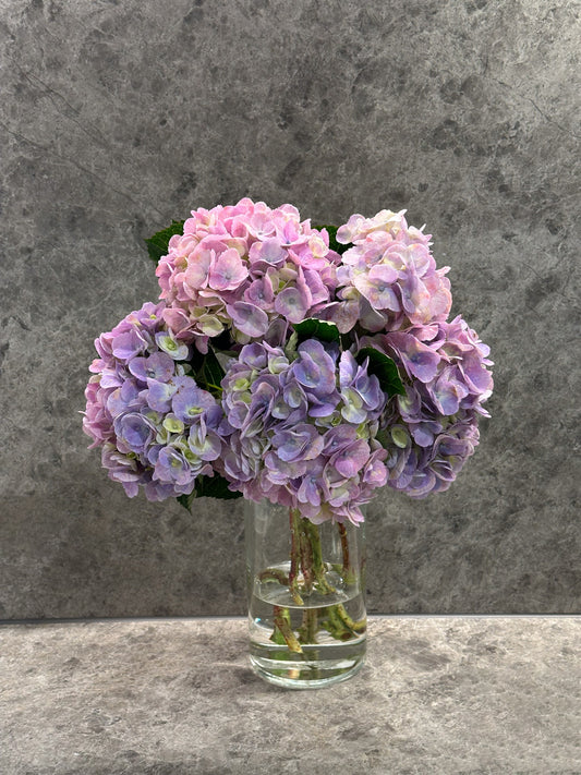 Hydrangea