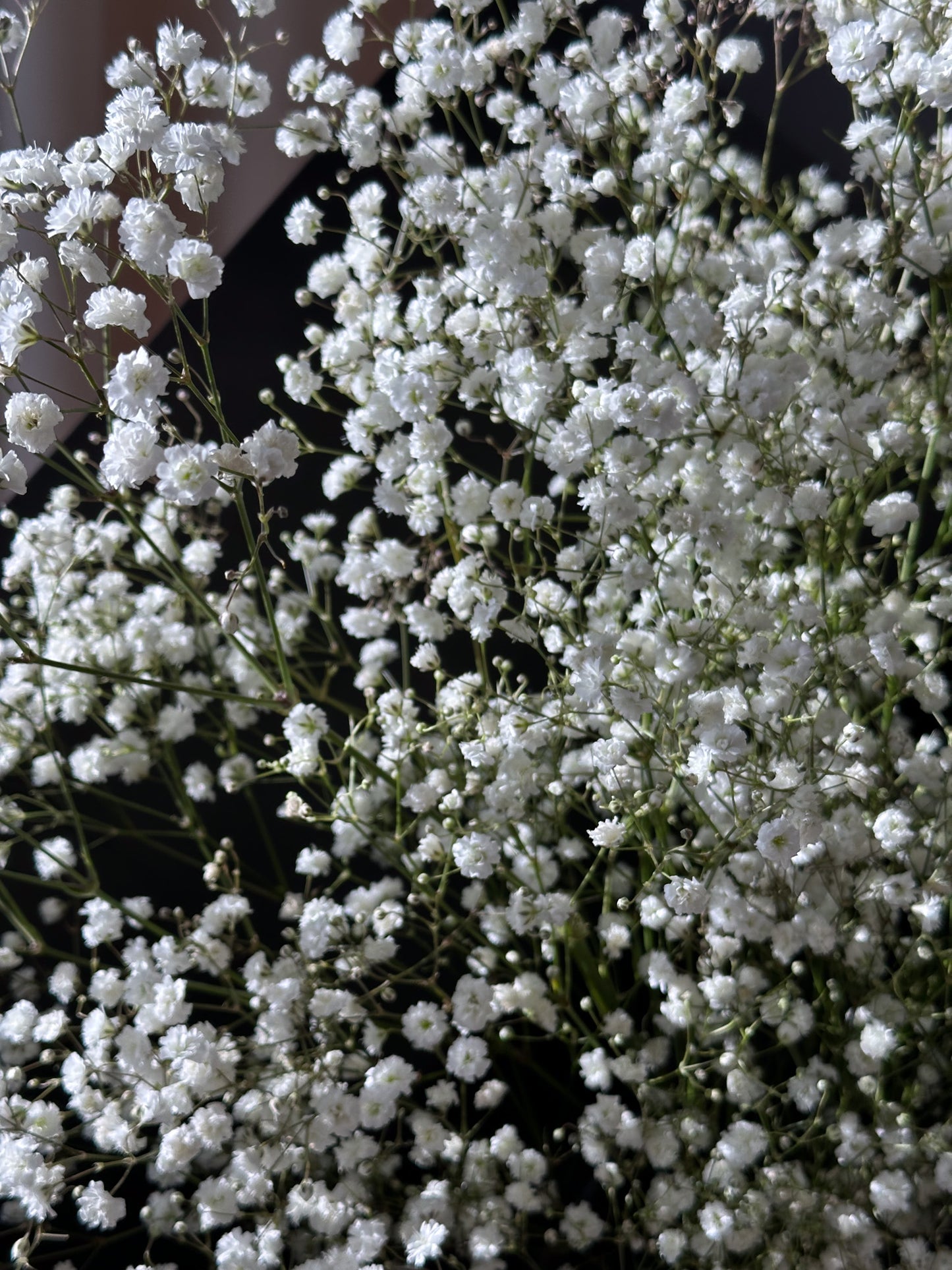 Baby's Breath