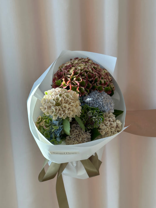 Hydrangea Mini