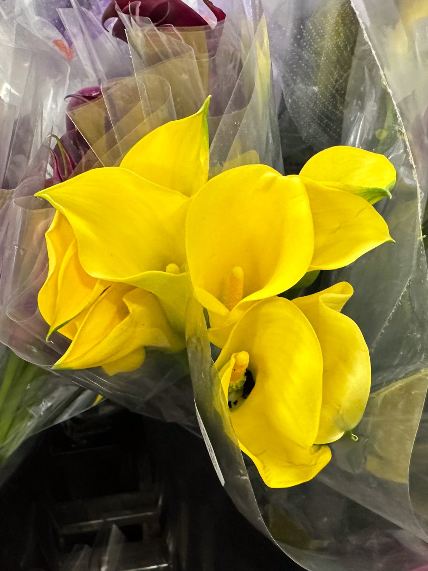 Calla Lily