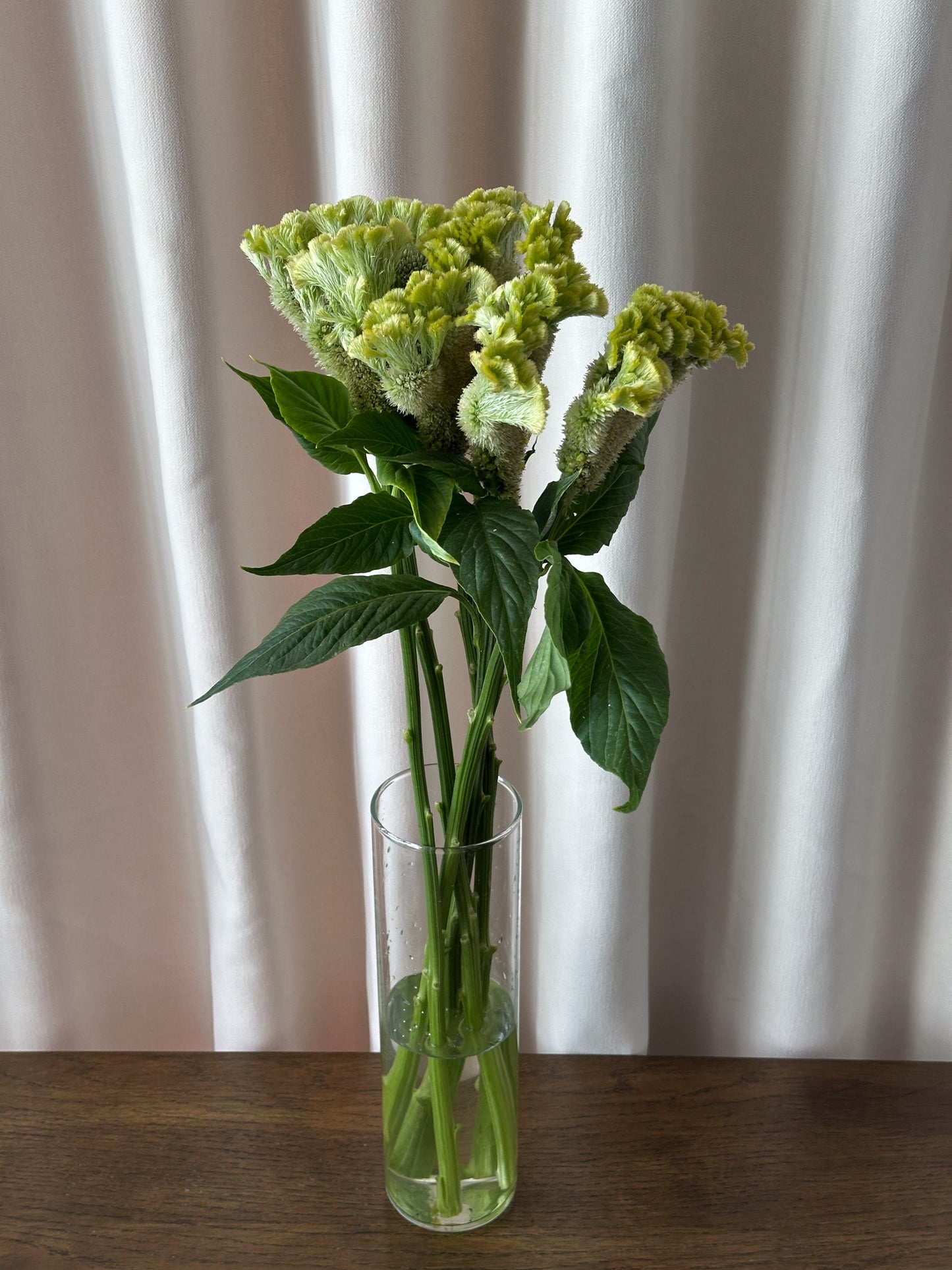 Celosia