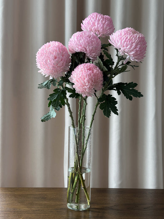 Chrysanthemum Disbud Mum
