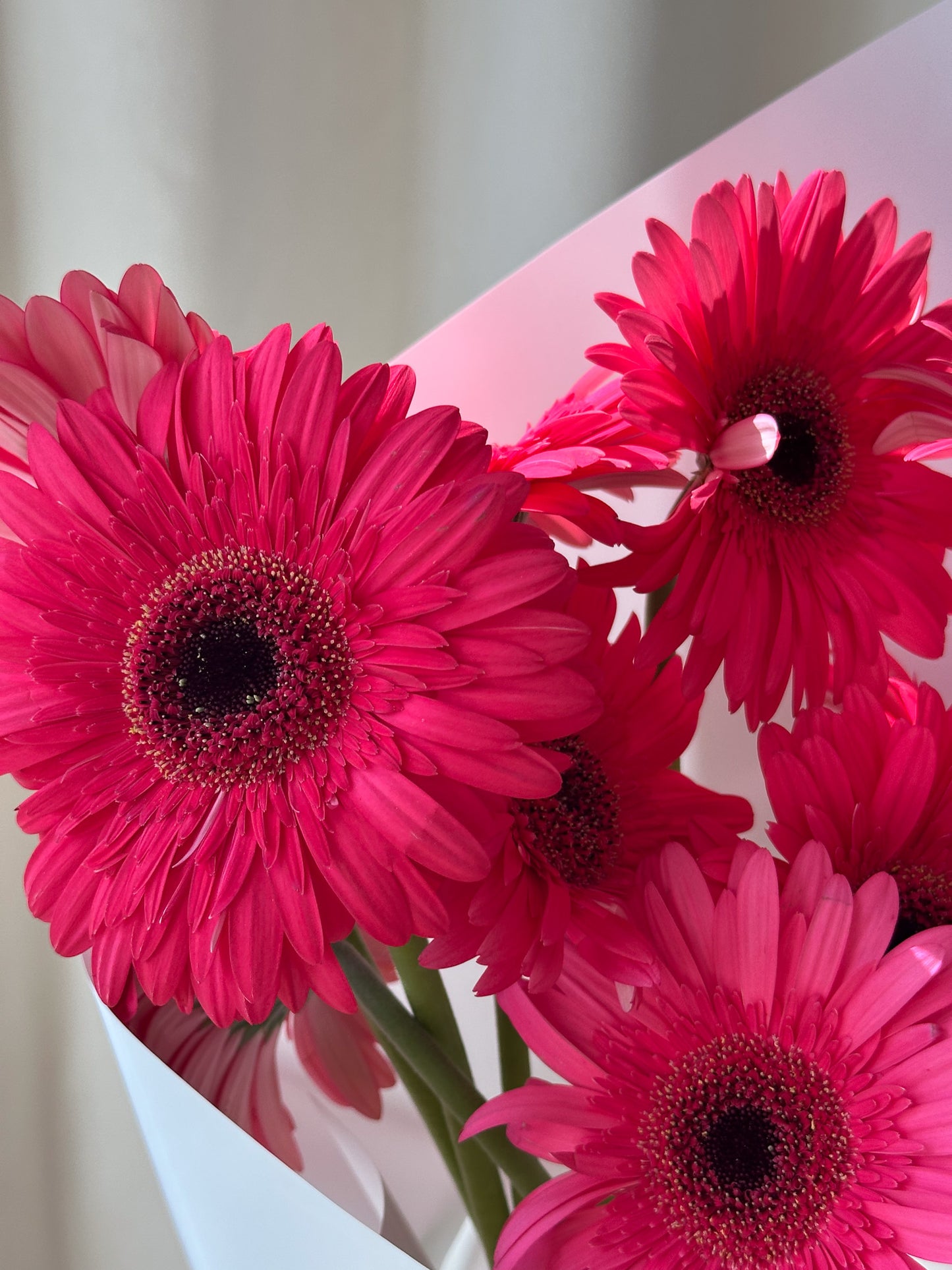 Gerbera