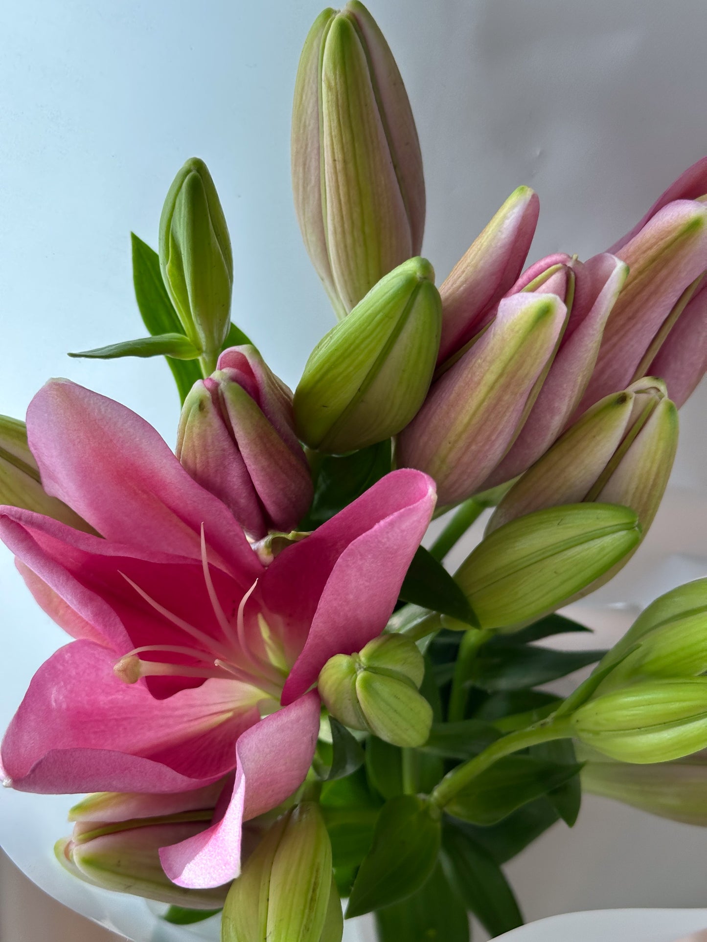 La Lily Pink