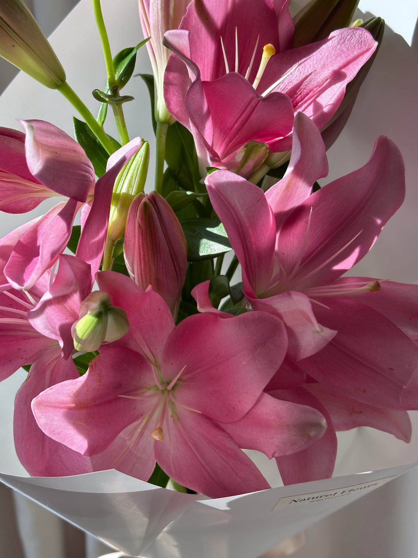La Lily Pink